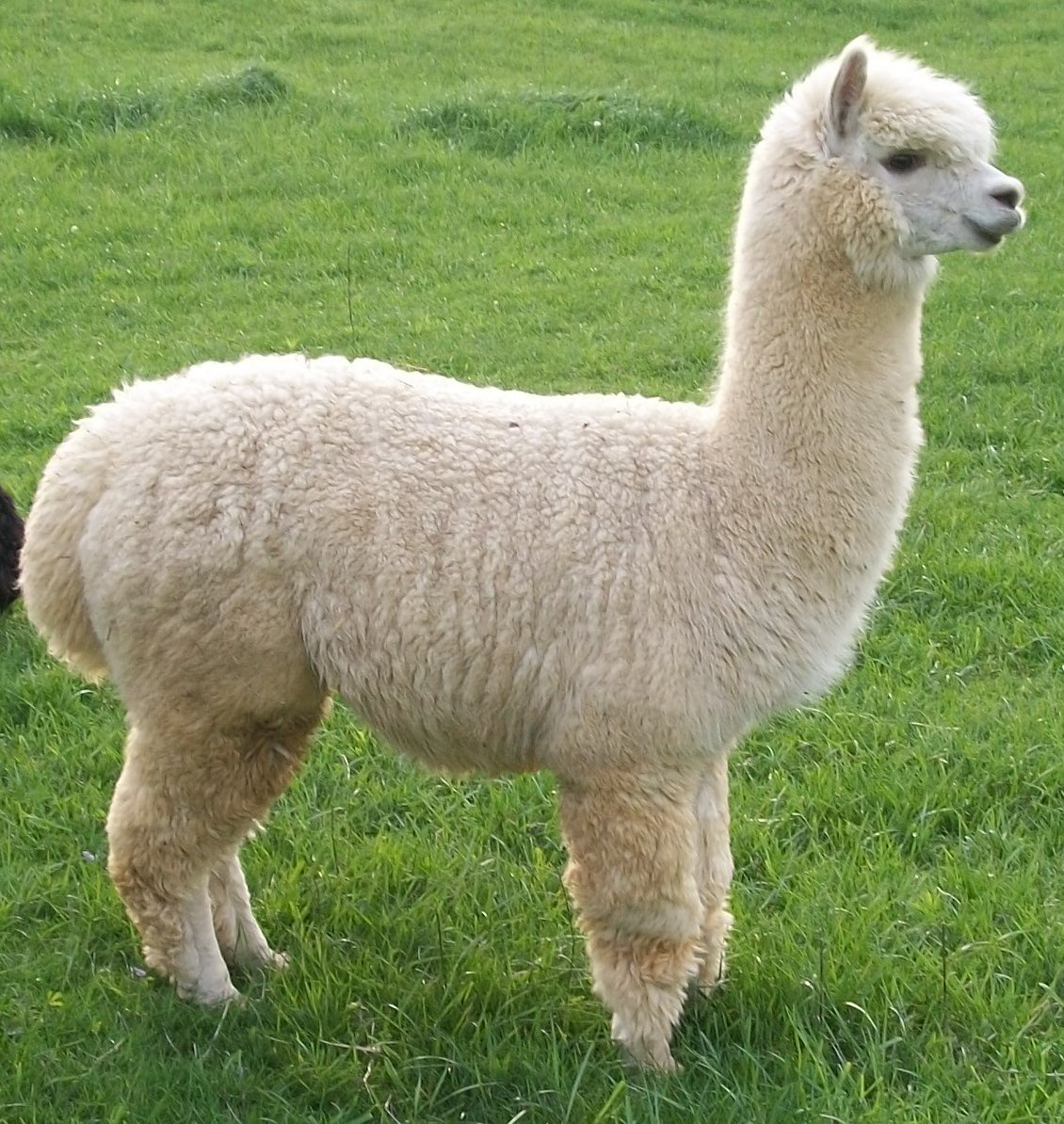Alpaca